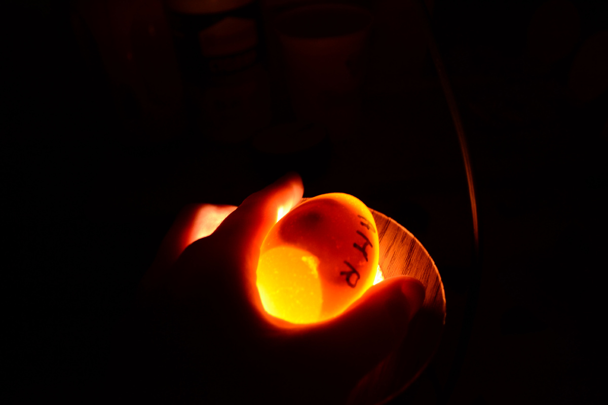 Овоскопирование