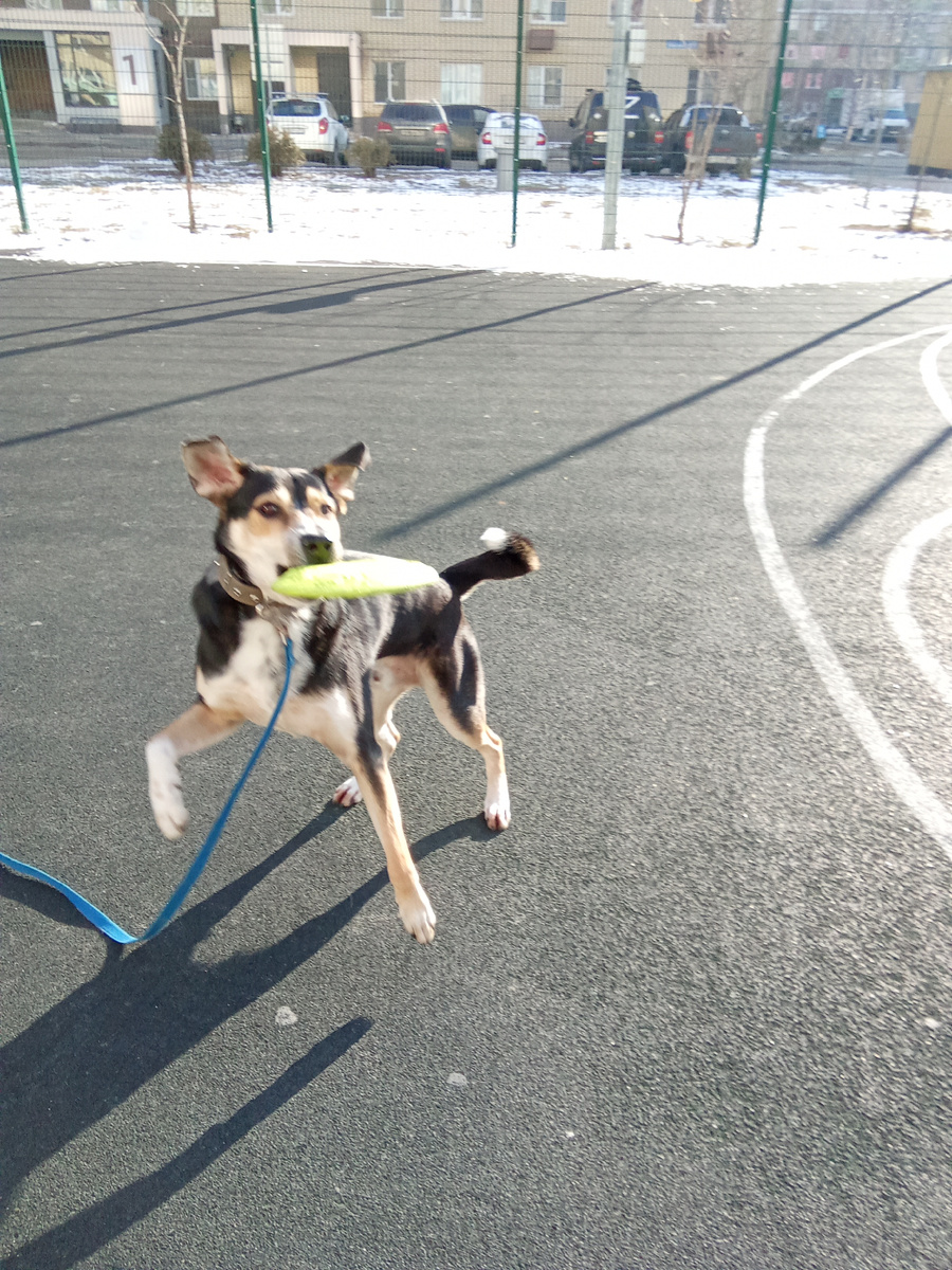 Немного в расфокусе. Тут он не ловит тарелку, а просто ее треплет