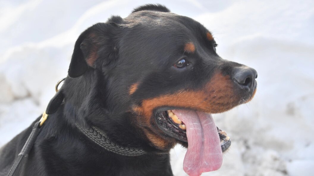    Фото: Komsomolskaya Pravda/Global Look Press