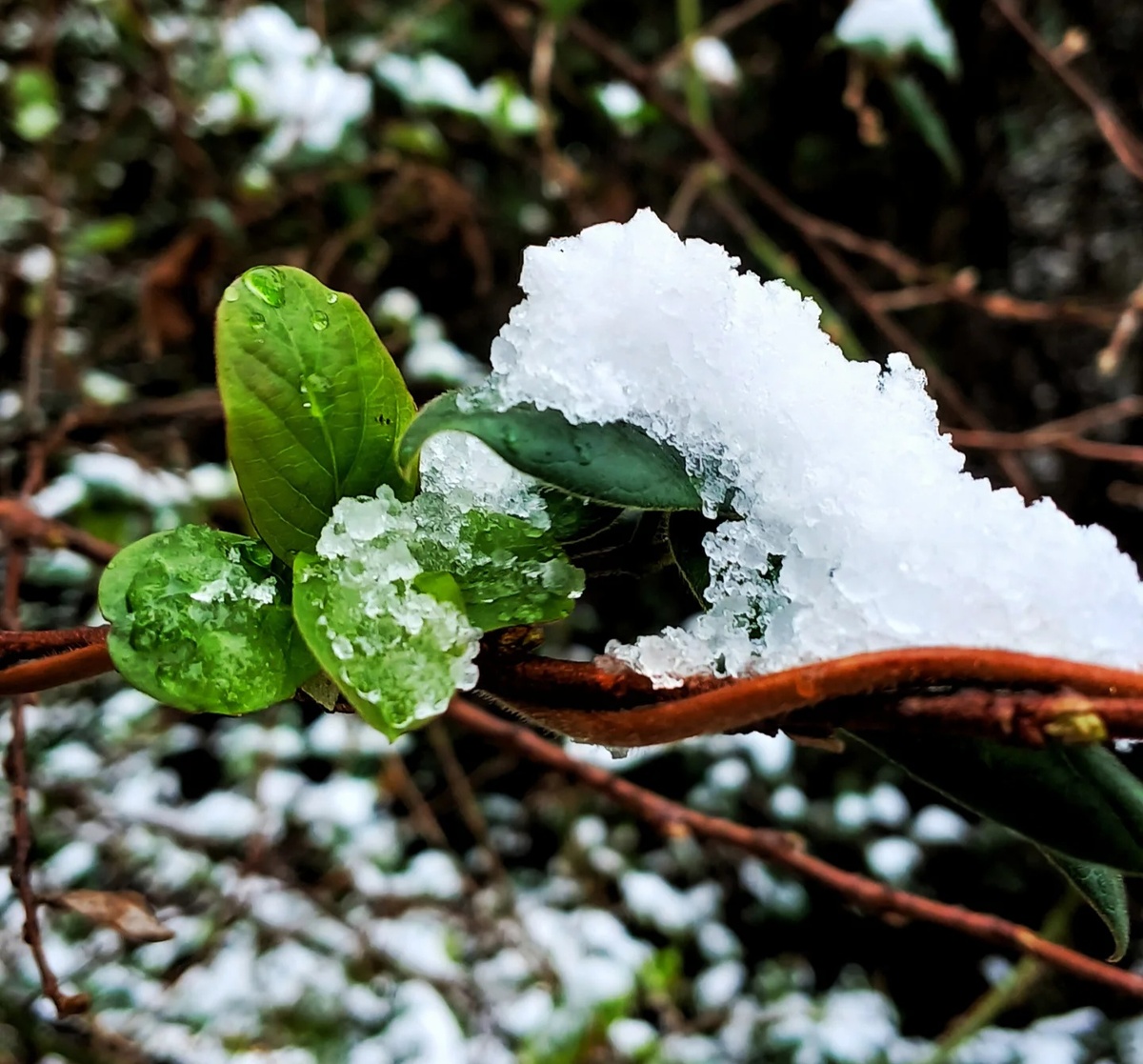 Красота. Грузия 