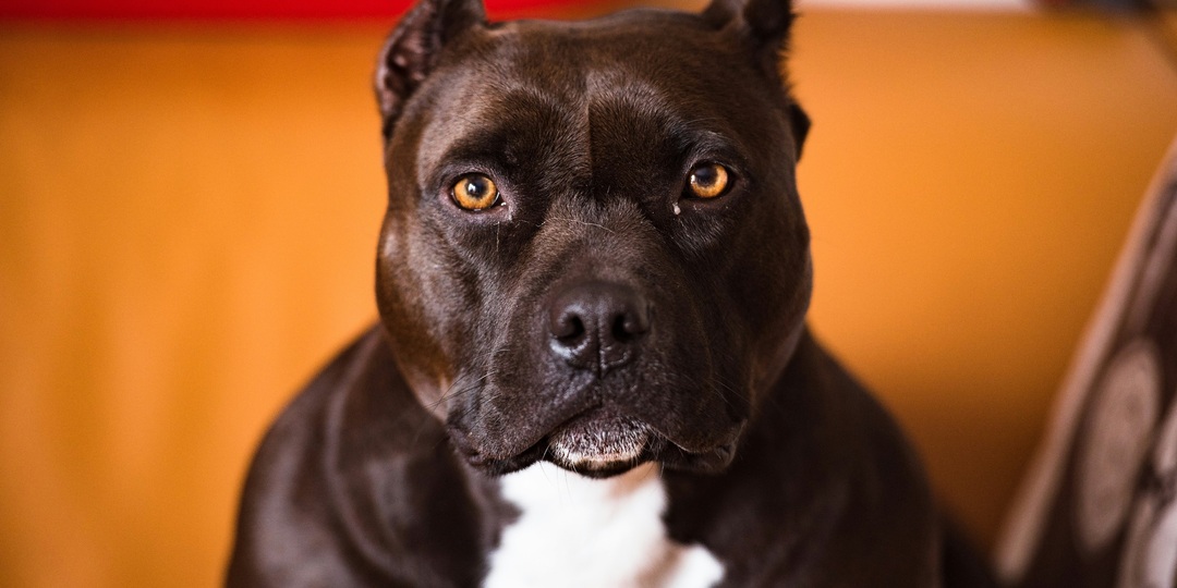 Не только питбули: 10 пород, которые не стоит заводить начинающим собачникам