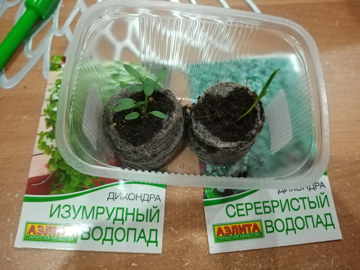 дихондра 10 дней от посадки. Фото автора