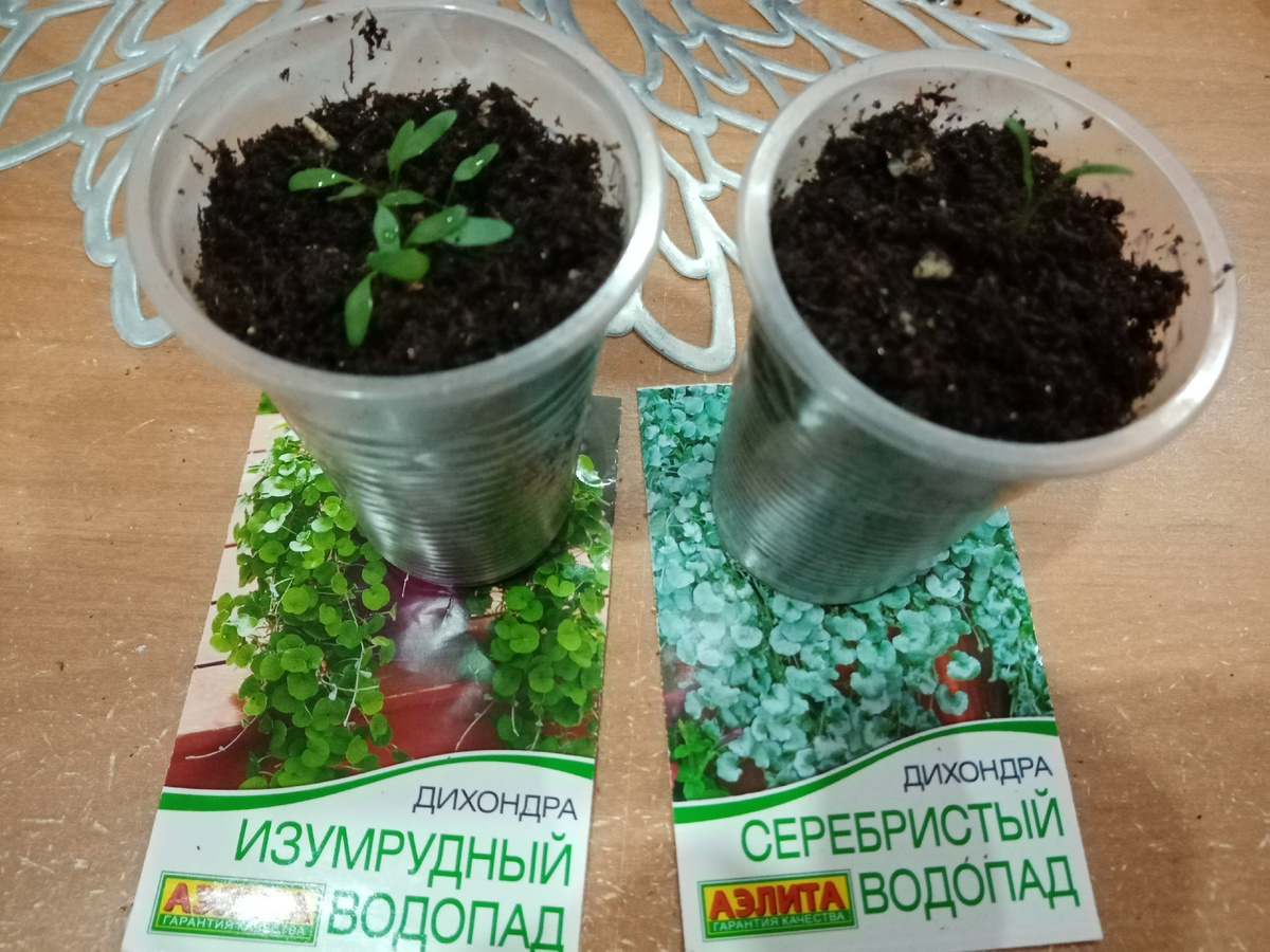 дихондра в стак. 200 мл перевалка. Фото автора.