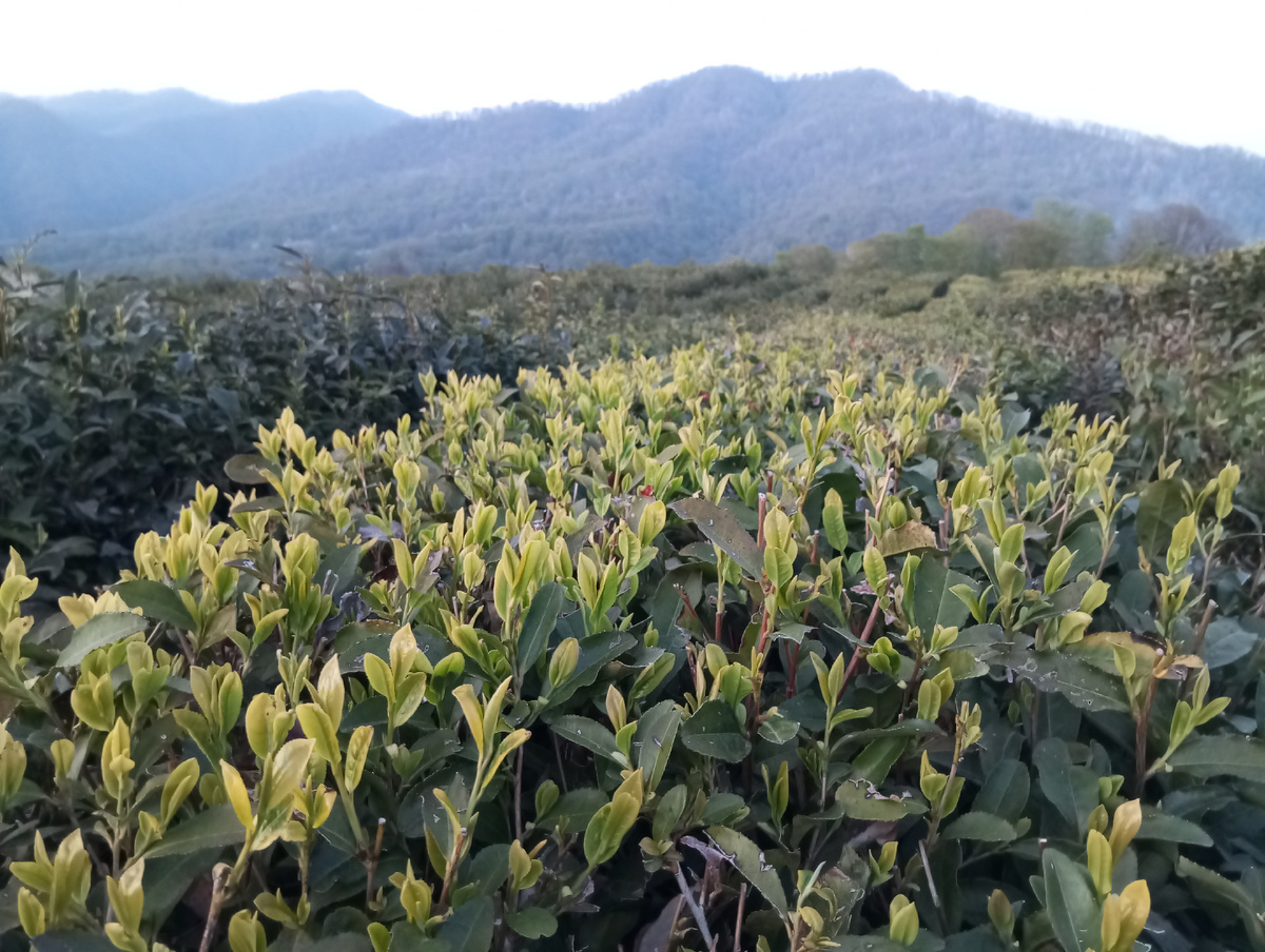 Молодой чай. Лучшее сырьё для сорта Букет.