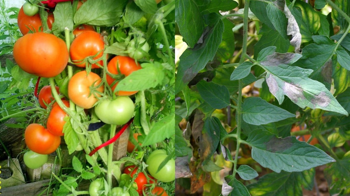 Разница между обработанными и необработанными растениями очевидна с первого взгляда