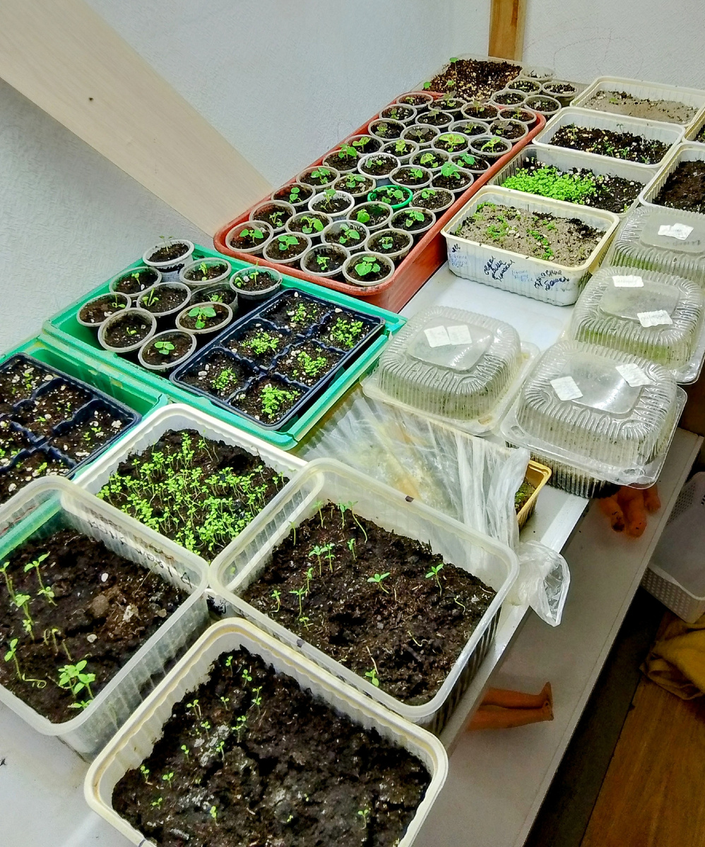 Одна из полок, а нижние стеллажи в этом году у нас стоят с игрушками 