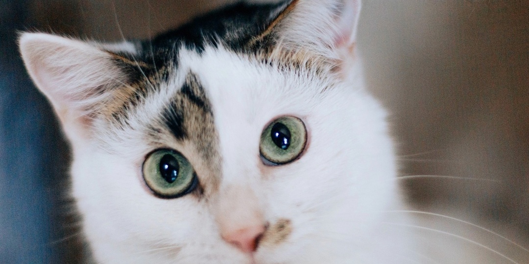 ❗ДОМА❗Нежнейший ребёнок, который очень хочет домой!