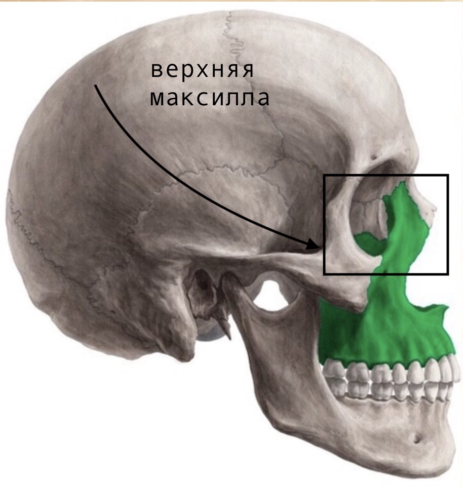Область верхней максиллы