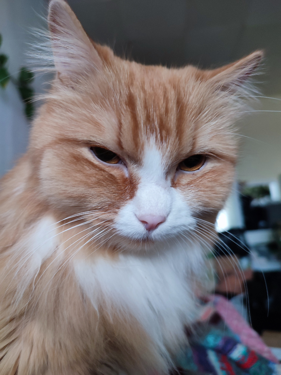 Кошка перед отъездом