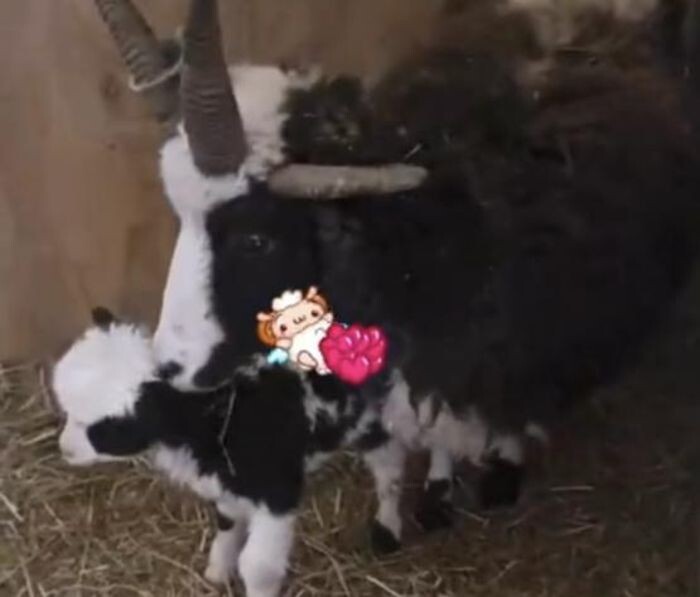 Источник фото: пресс-служба парка «Малинки»