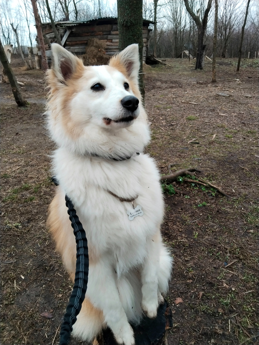 Собака автора - Свиша ❤️ 