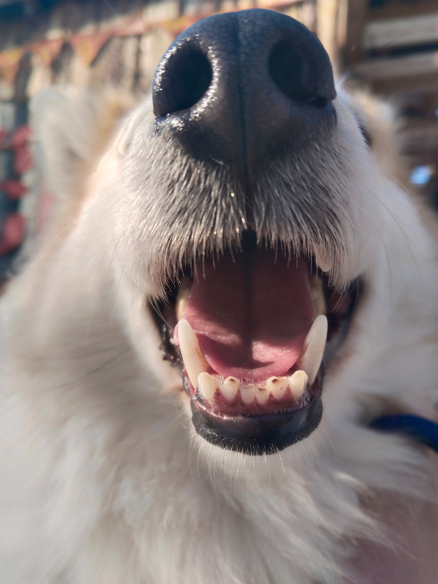 Свишенькин носик)