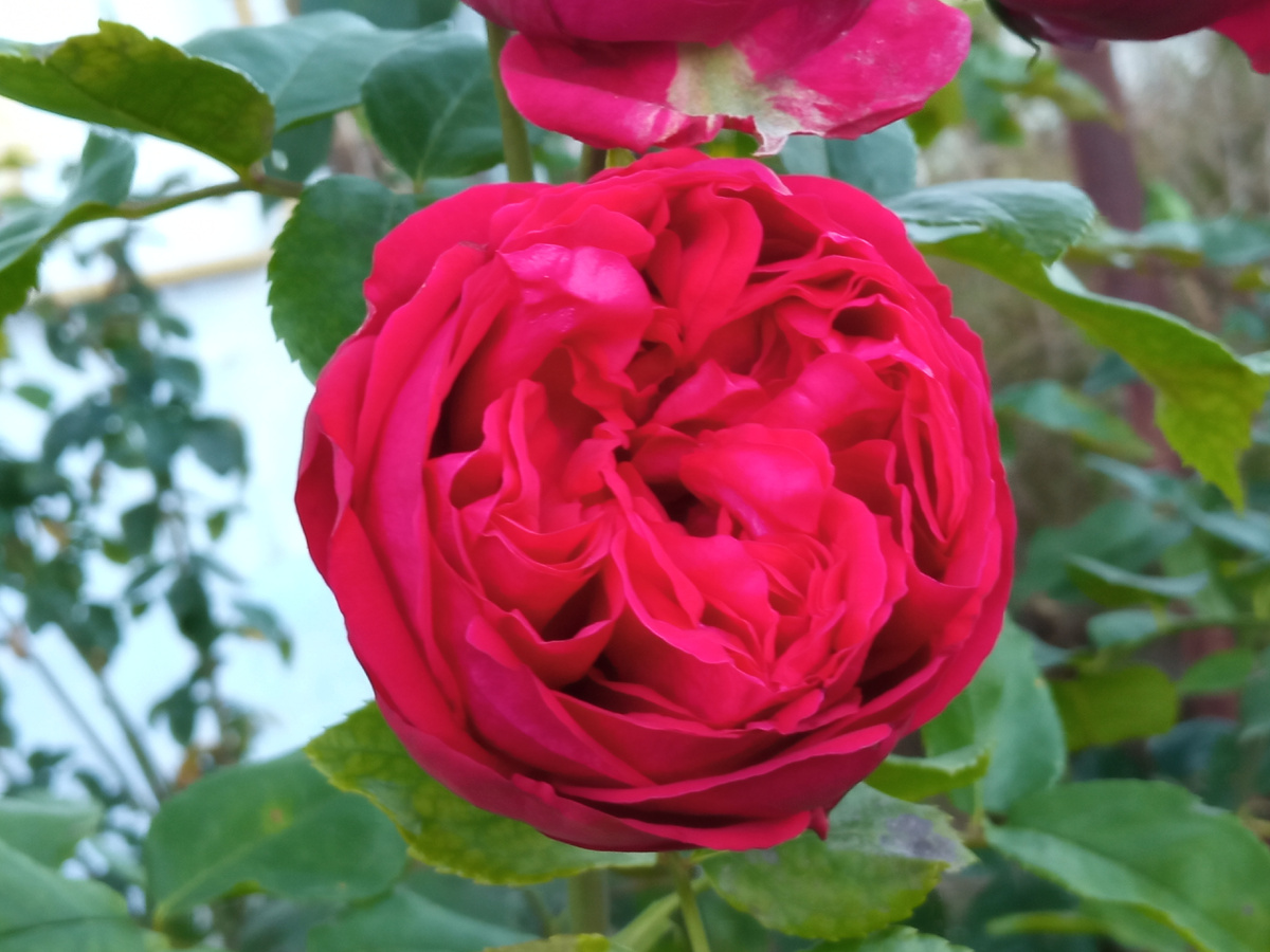 Роза Эрик Табарли. Фото из моего сада.