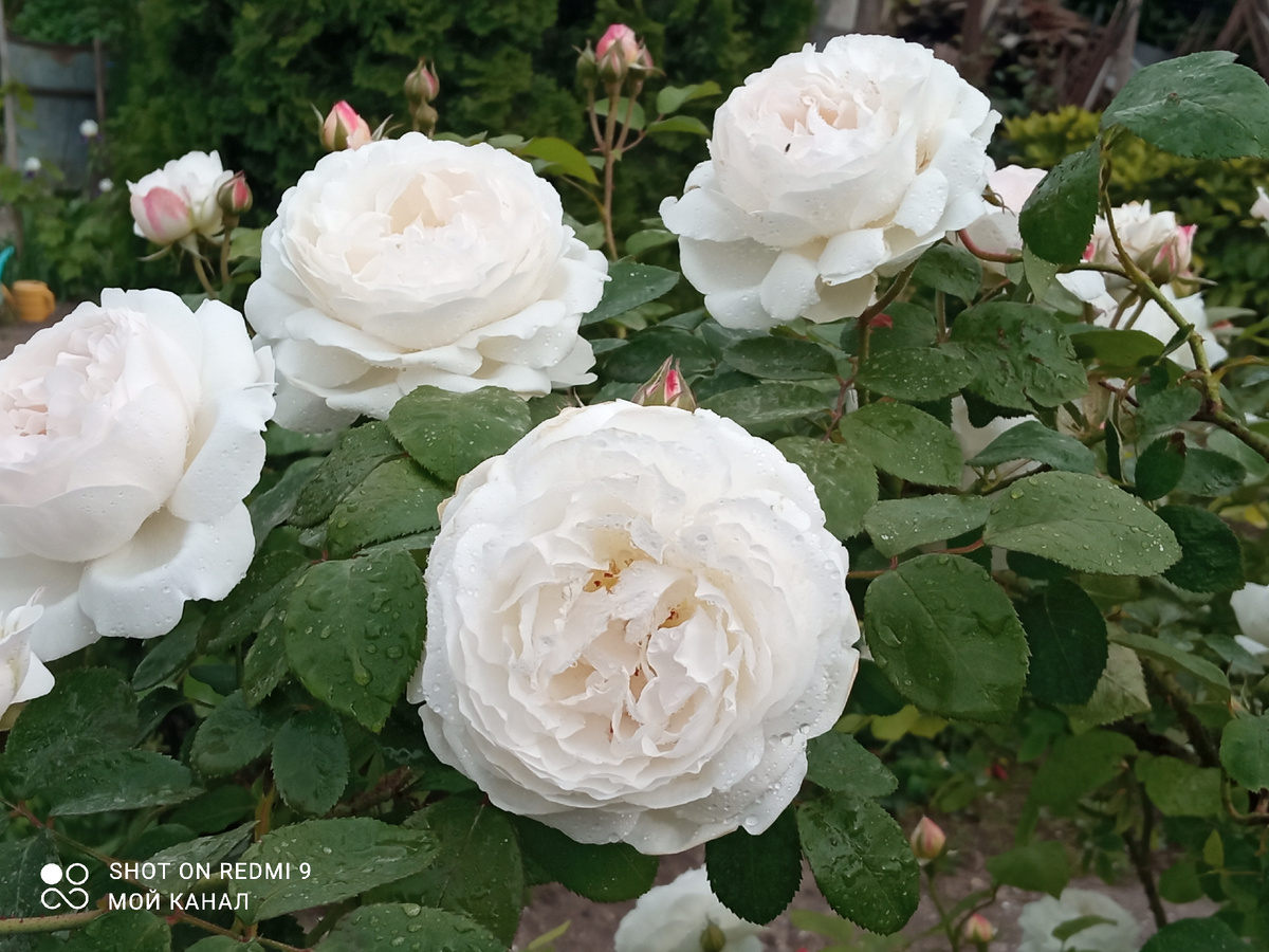 Остинка Винчестер Кафедрал. Гадкий утенок, превратившийся в лебедя. Фото автора.