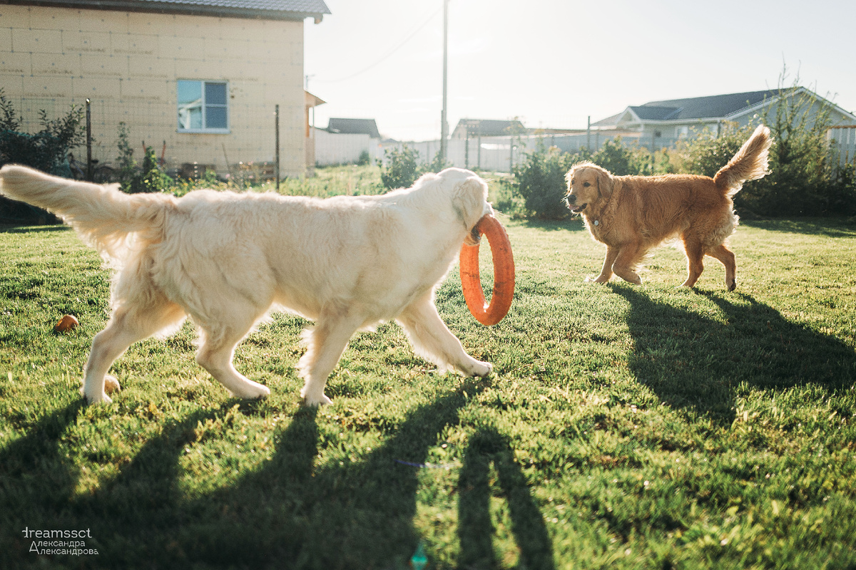 Собачий диалог: что эти двое хотят сказать друг другу?