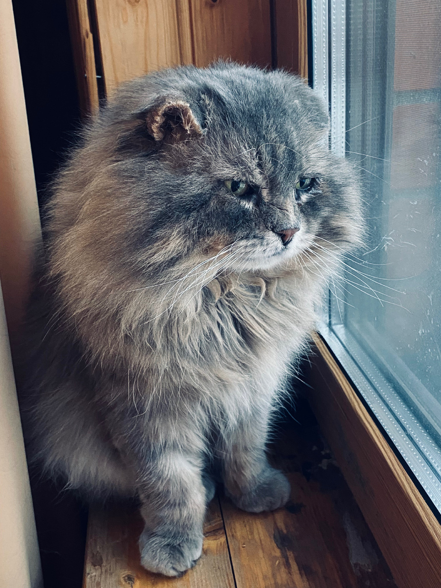 Филя со второго этажа наблюдает за котодевушками. Везде фото автора.