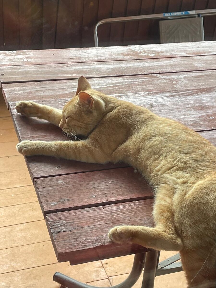 Клепа отдыхает после сытного обеда у нас на веранде.