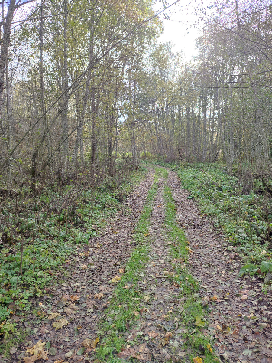 Тропа к усадьбе. 