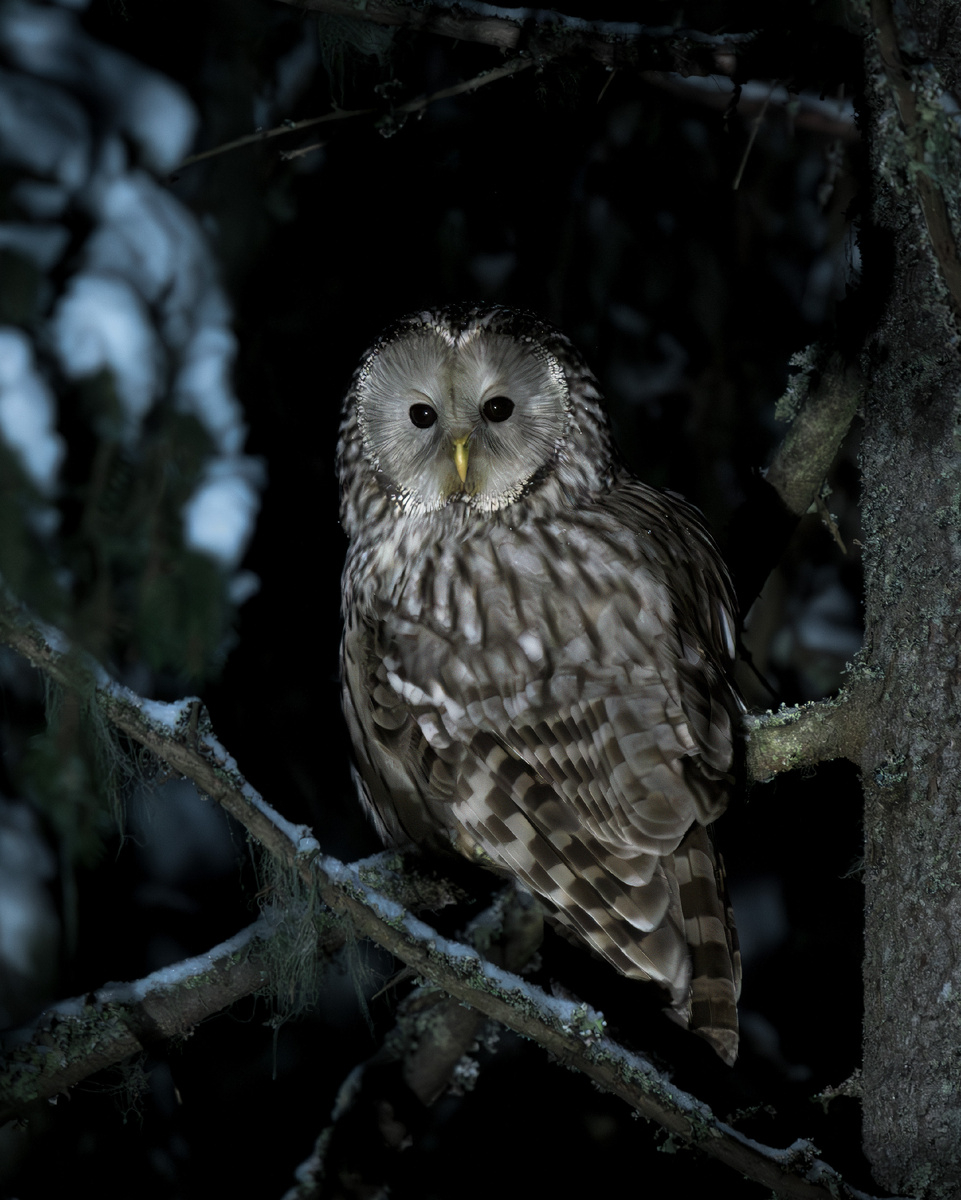 Хозяйка ночи - длиннохвостая неясыть