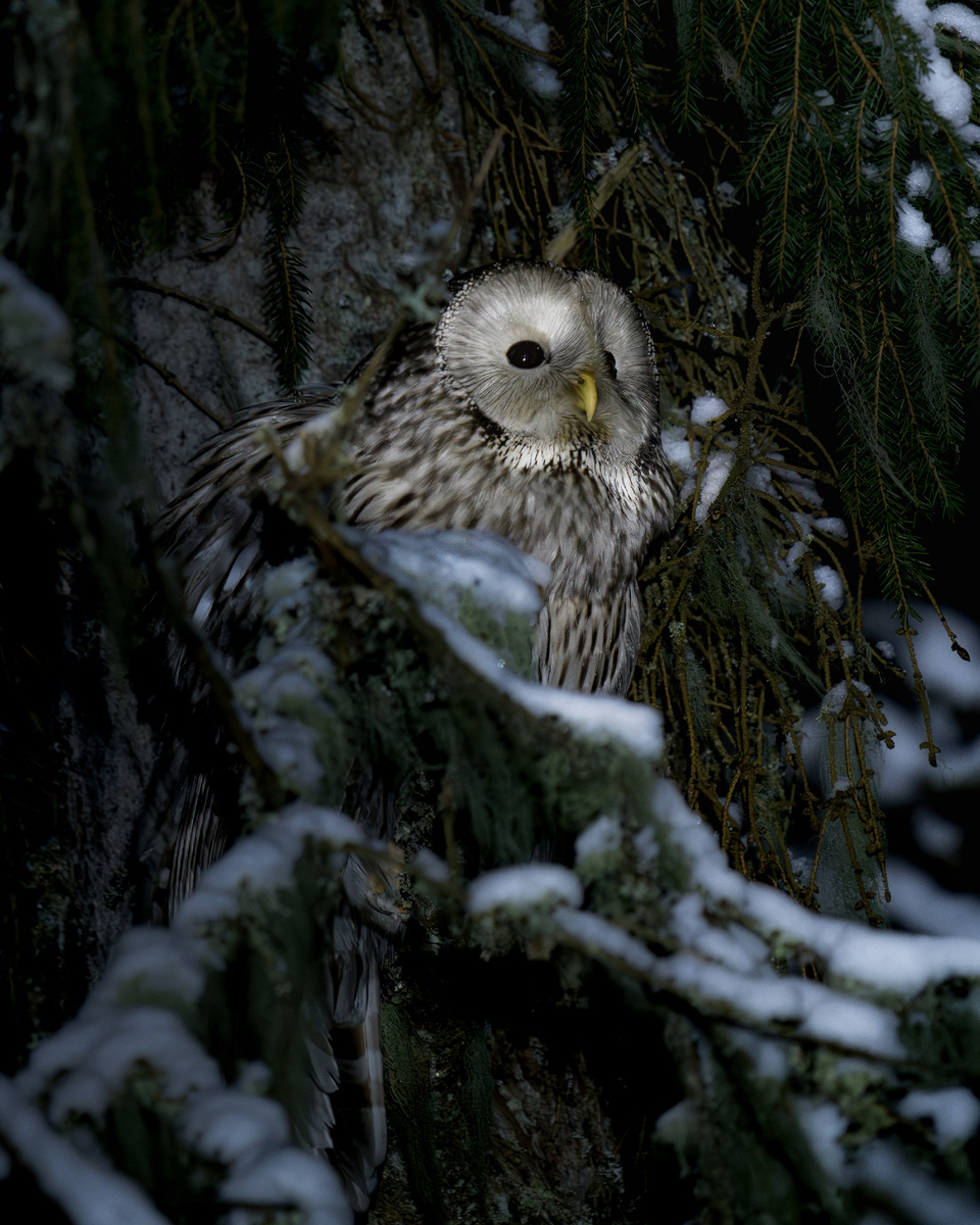 Ещё её называют - уральской неясытью