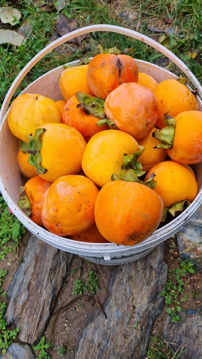 Фото Elena HrisTan 