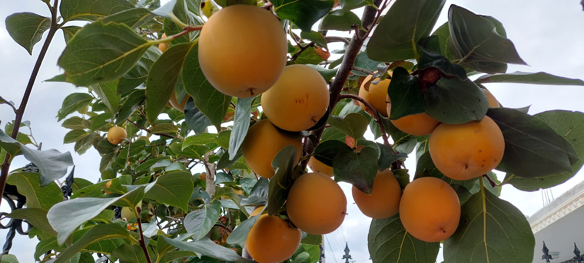 Моя хурма. Фото Elena HrisTan 