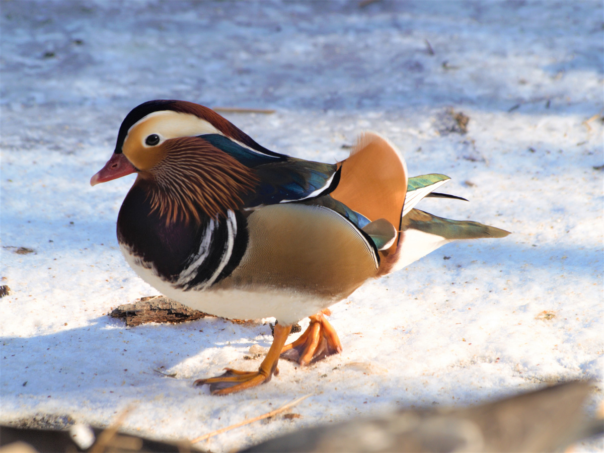 Селезень мандаринки. Ph @solomeya_lutova