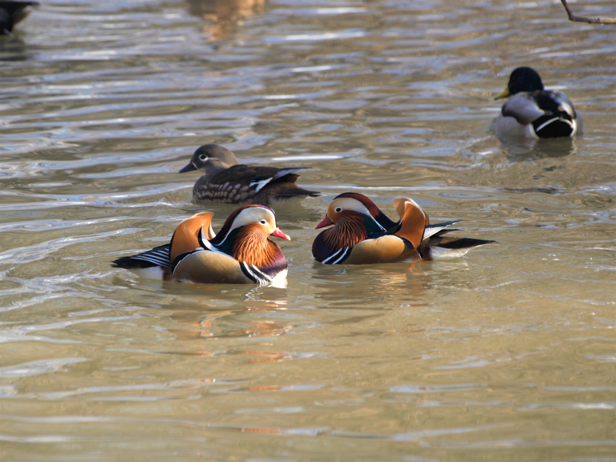 Селезни и утка мандаринки. Ph @solomeya_lutova