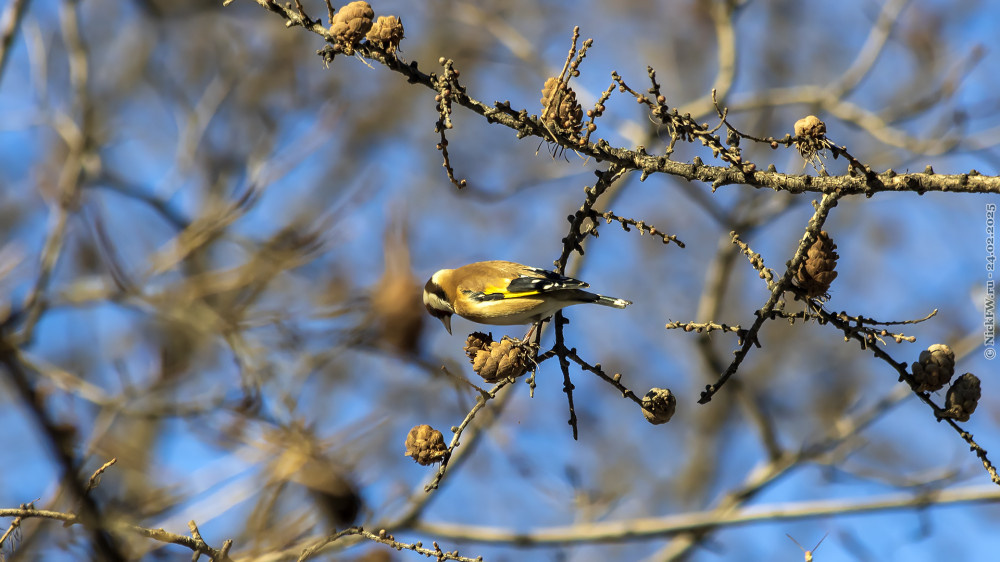 1. Ага... там вкусняшка!!! © NickFW.ru — 24.02.2025г.