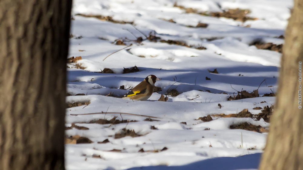 2. Черноголовый щегол на снегу в Устьинском сквере... © NickFW.ru — 24.02.2025г.