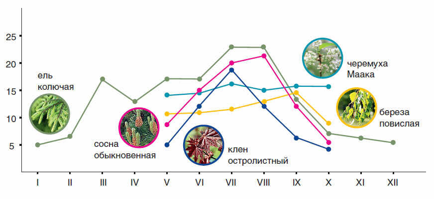 Фитонцидная активность деревьев в зимний период снижается. Фото: supersadovnik.ru