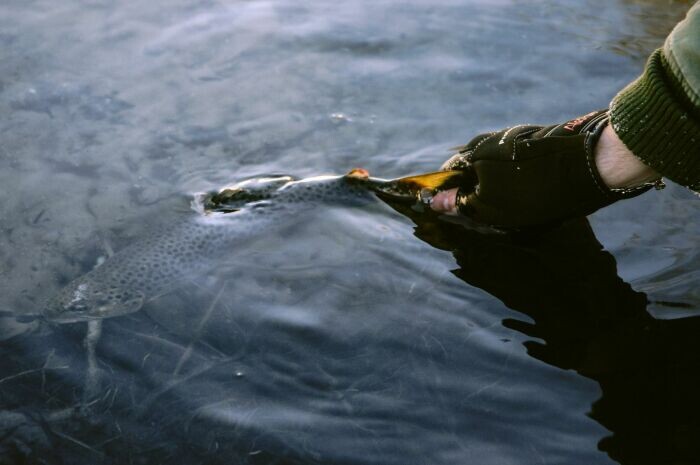 Некоторую рыбу нужно отпускать. /Фото: maxfishing.net.