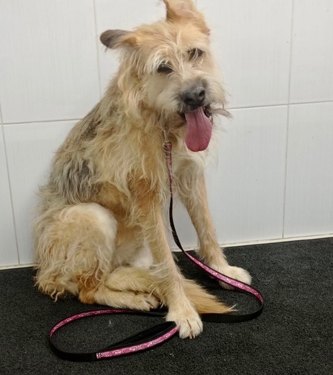 ❗Лежанку подарили❗Спасибо за заботу о наших старичках🐶