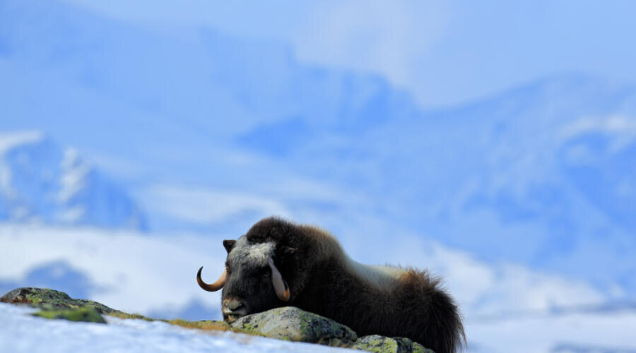    Овцебык Фото: Depositphotos