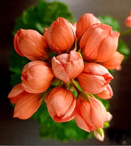 Бокальчики,которые очень цветливы.