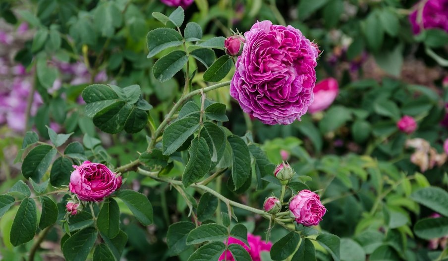 Фото HEDGEROW ROSE