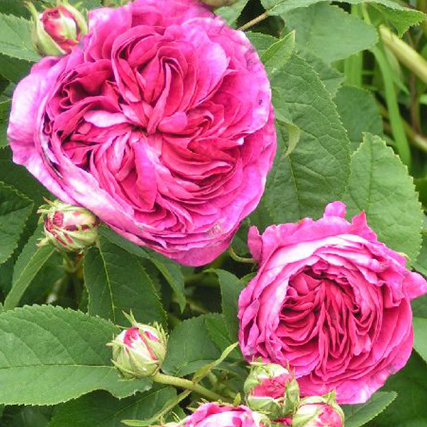 Фото Trevor White Roses