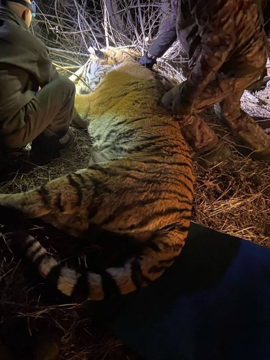    Источник фото: Минприроды Приморья