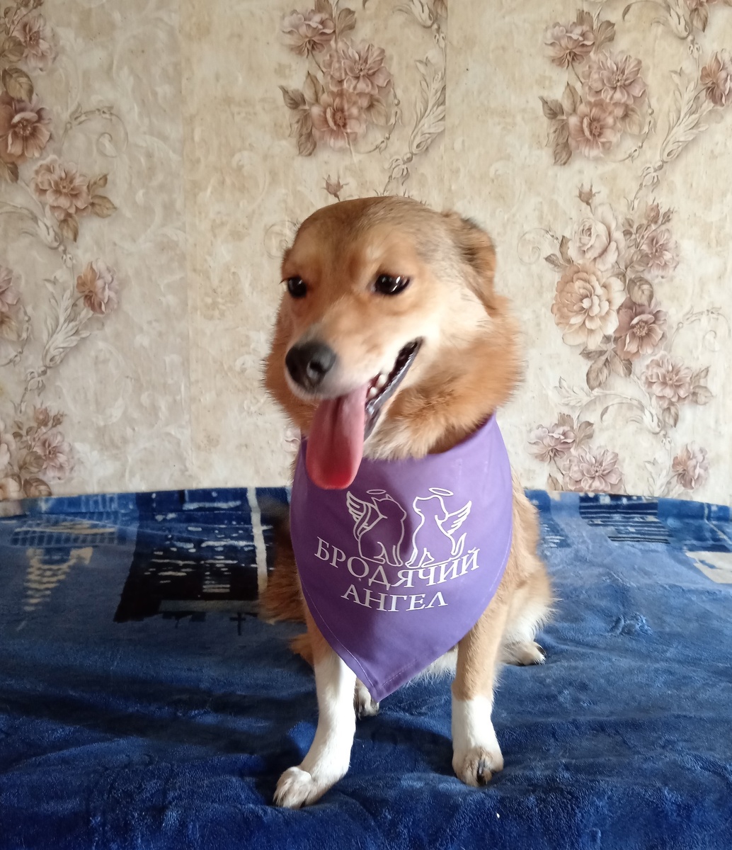 Лисичка из банды в банданах "Бродячий Ангел'