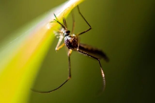    За поимку каких комаров филиппинцам будут платить деньги?