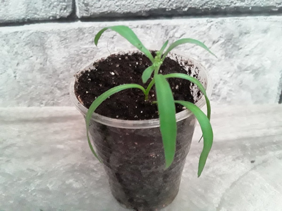 Черенкование алиссума в грунт