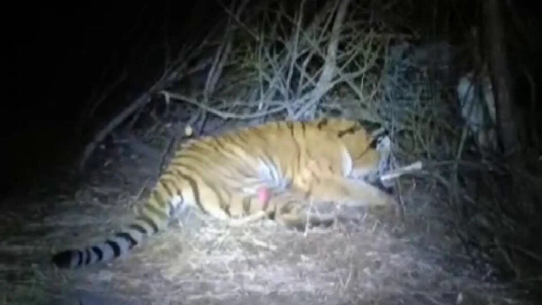    Фото: телеграм-канал Минприроды Примоского края.