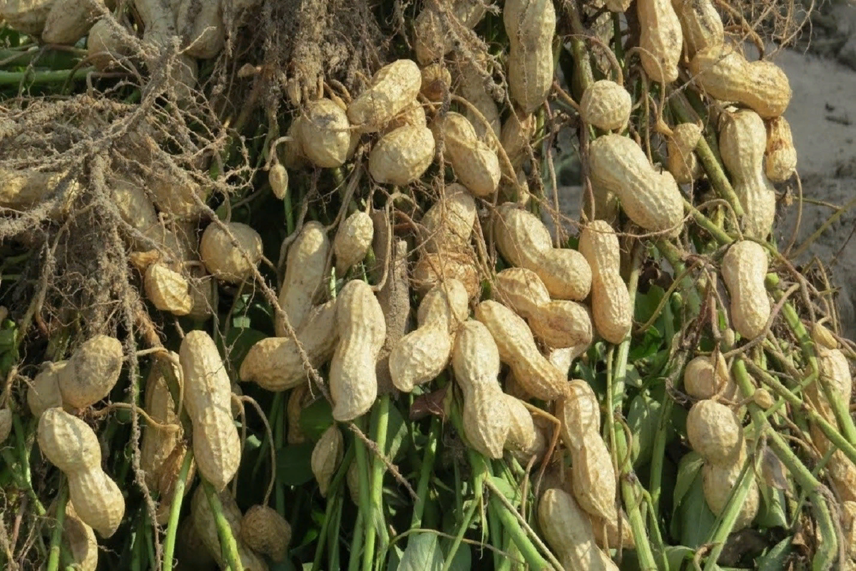 Всеми любимый арахис (беги, долгоносик, в лапах не запутайся!)