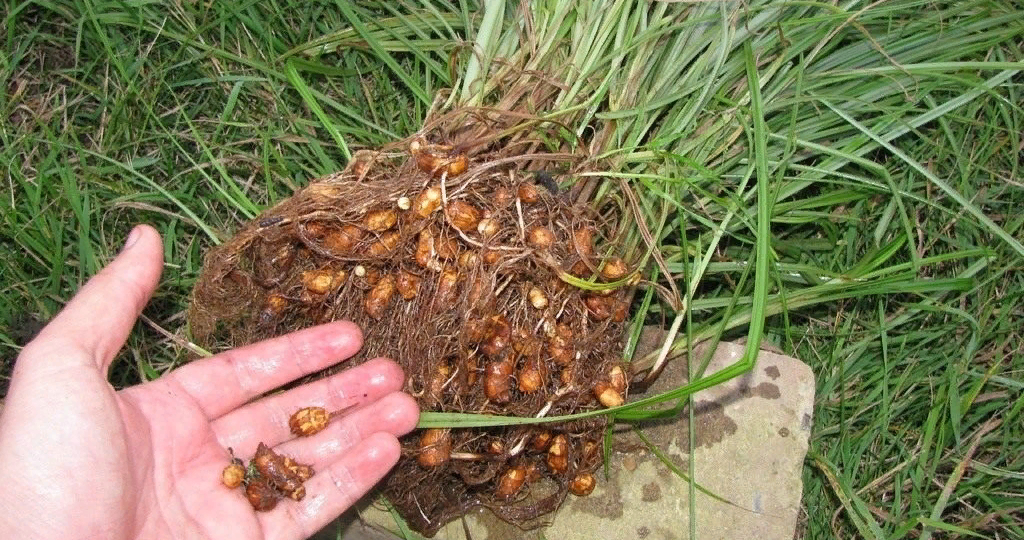 Орехи, которые вовсе не орехи: арахис, вигна и чуфа