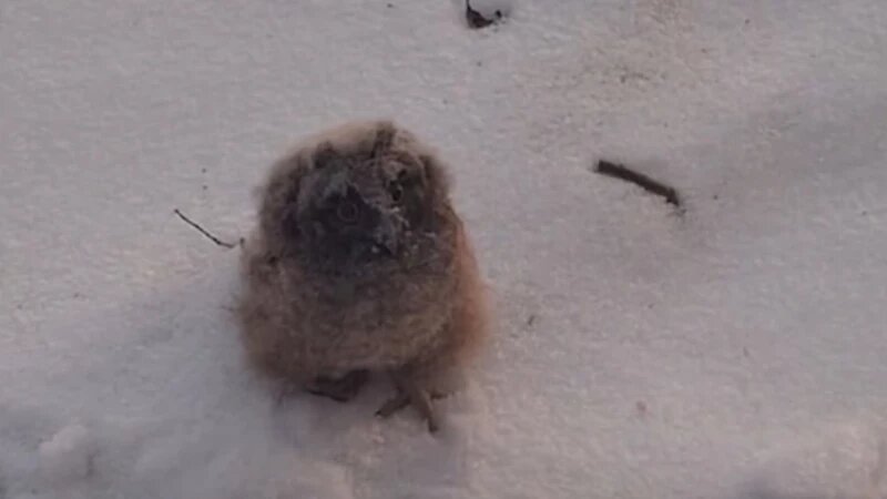     Маленького совенка спасли в Барнауле «Вести Алтай»