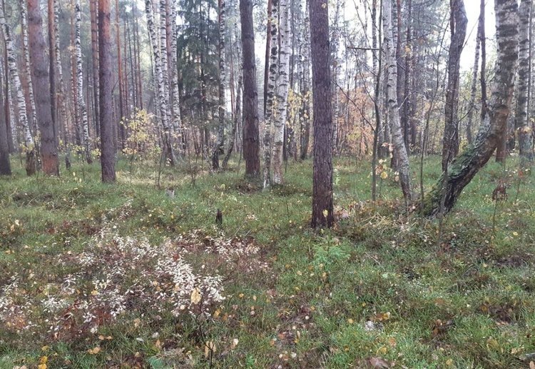    Разница в поведении деревьев умеренных и тропических лесов удивила ученых, потом выяснилась роль микоризы