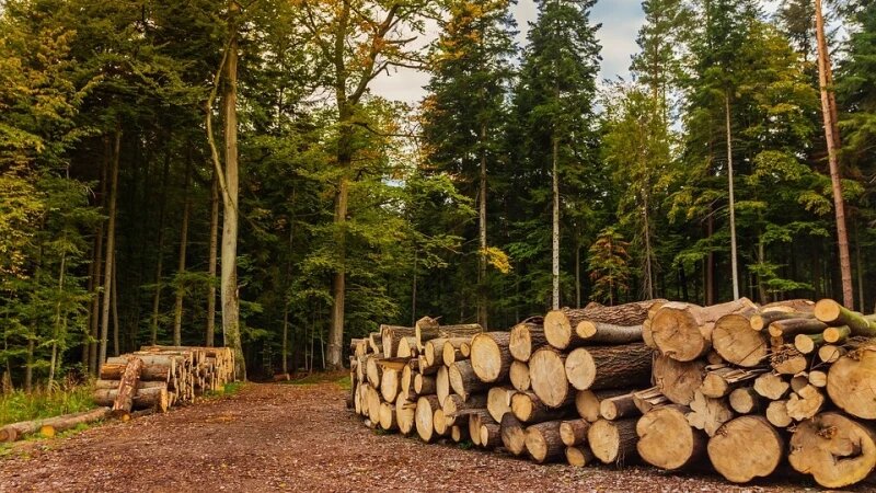     Лес. Использование древесины. Pixabay.com