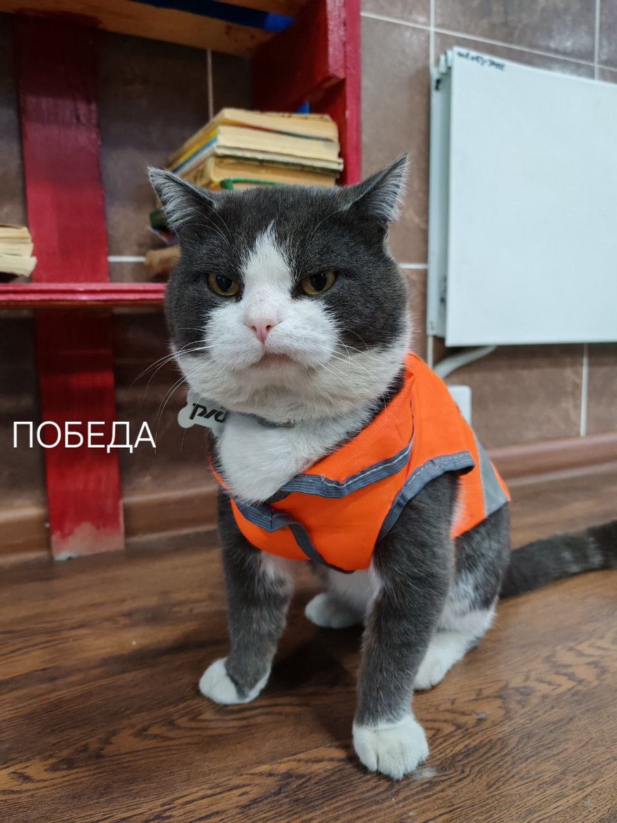     Талисман железнодорожной станции Решоты кот Батон приболел
