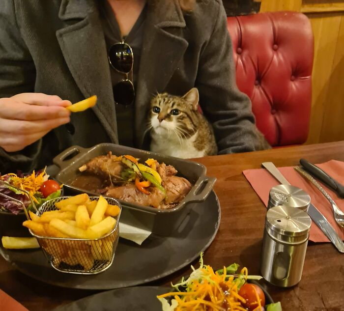 Ресторанный Кот. Источник: www.reddit.com/r/animalslookingatfood