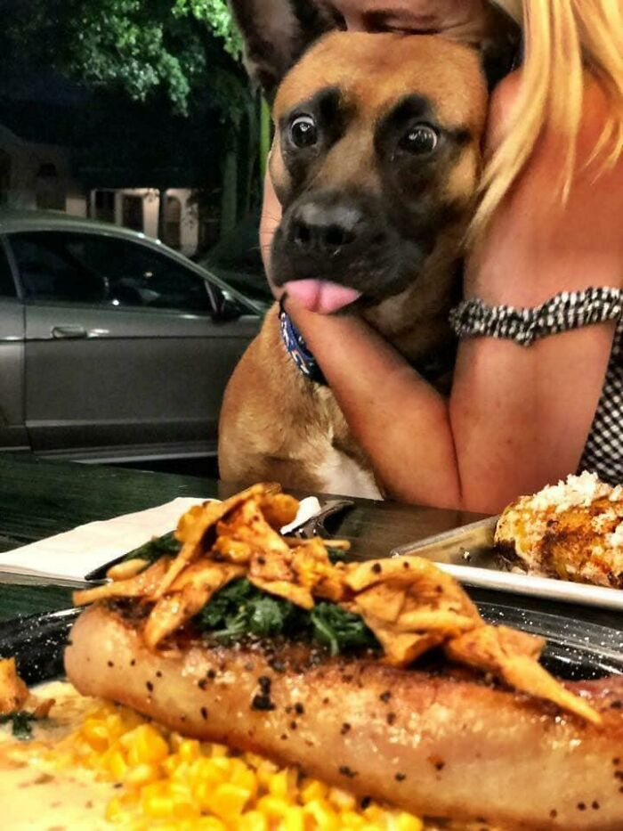 Мисс Талула. Источник: www.reddit.com/r/animalslookingatfood